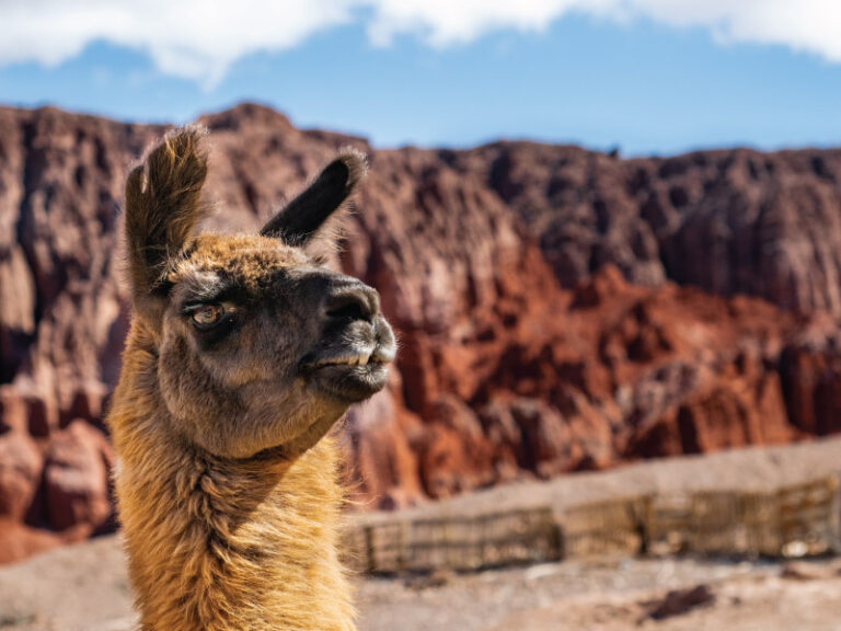 Jujuy - Equus Argentina